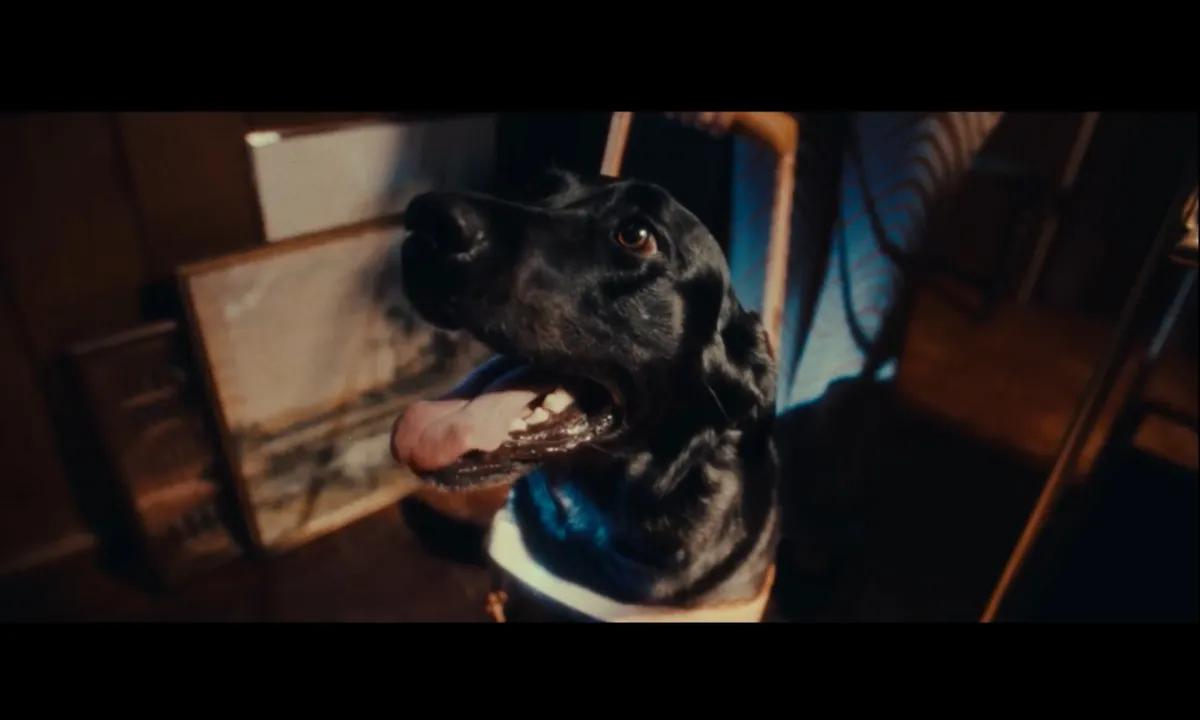 The Seeing Eye Dog Who Saw Too Much